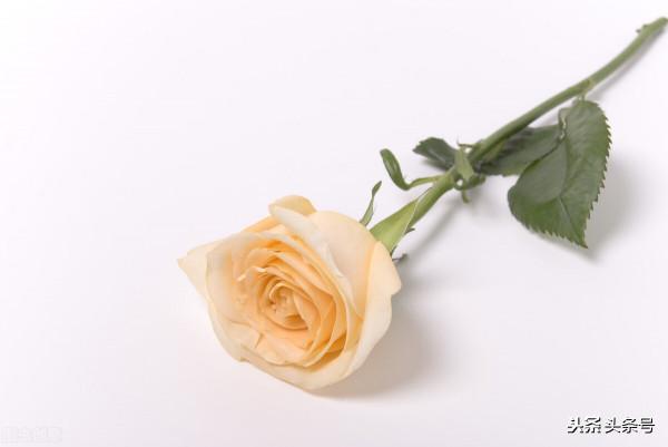 她做保姆這些年-豪門生活之關懷備至(128) 她做保姆這些年-豪門生活之關懷備至(128)