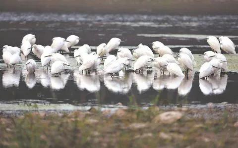 安徽的冬日“南飛候鳥”
