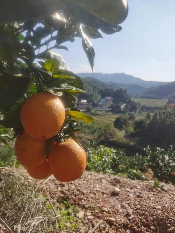 江西的橙子為什麼好吃呢？