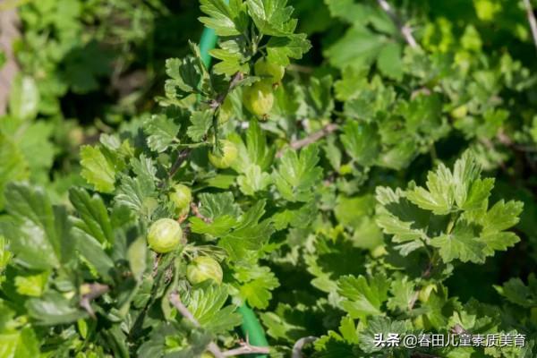 教程 | 適用於三年級以上—少兒美術課程《燈籠果》