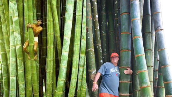 令人驚歎!30張震撼的對比照,看完姿勢大漲 令人驚歎!30張震撼的對比照,看完姿勢大漲