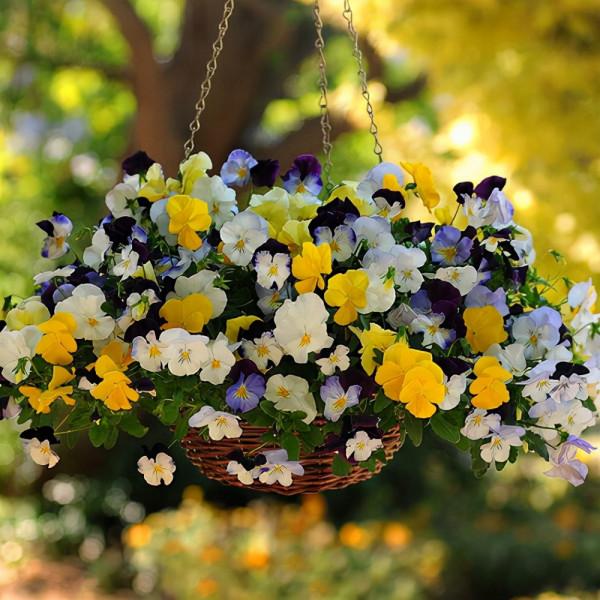 雨雪天凍不死的8種花,越冷越開花,冬天養一盆,喜慶又漂亮 雨雪天凍不死的8種花,越冷越開花,冬天養一盆,喜慶又漂亮