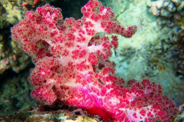 軟珊瑚(Alcyonacea) 軟珊瑚(Alcyonacea)