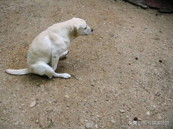 狗狗的這些行為是在告訴你一些資訊 你注意到了嗎？