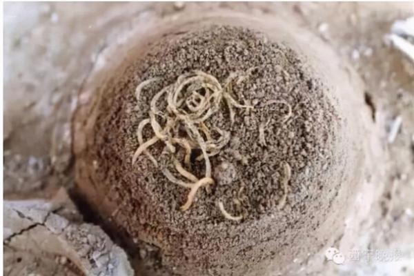 考古學家挖出來的那些美食,你饞了嗎? 考古學家挖出來的那些美食,你饞了嗎?