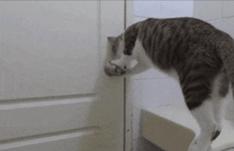 貓總尿床被帶去醫院做檢查,獸醫:這貓是弱智... 貓總尿床被帶去醫院做檢查,獸醫:這貓是弱智...