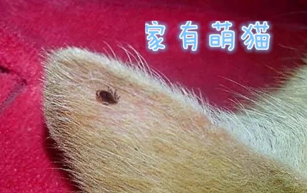 養貓日常，貓咪健康，喵星人常見的三大面板病
