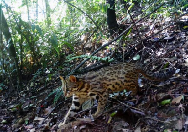 猛獸危險!“石虎”現身廣東,外貌像極家貓,常被人誤當貓咪飼養 猛獸危險!“石虎”現身廣東,外貌像極家貓,常被人誤當貓咪飼養