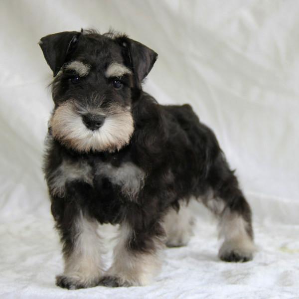 你可能覺得Ta不好看，但Ta溫暖了整個家庭