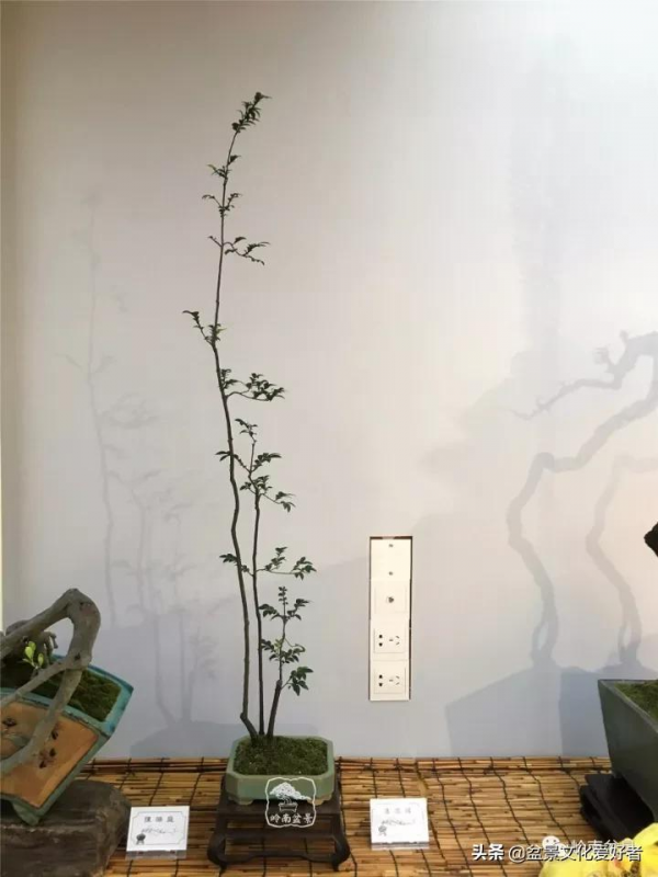最高水準的素仁格盆景藝術，值得收藏