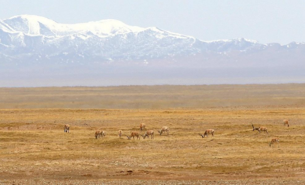 青海可可西里自然保護區