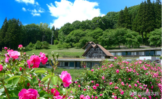 城鄉融合,成為鄉村振興的典範,看她怎麼做? 城鄉融合,成為鄉村振興的典範,看她怎麼做?