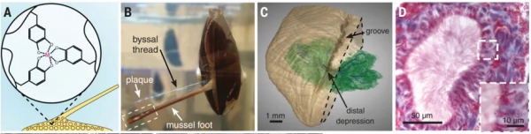 玩轉配位化學與微流控合成的另類“大師”