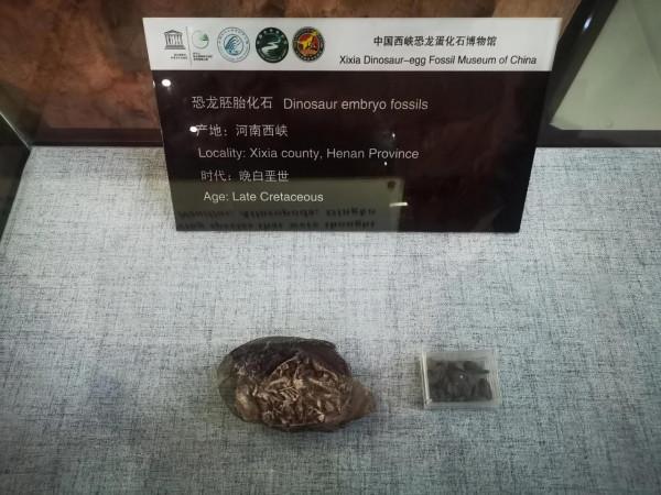 親子旅行-看,好多恐龍蛋呀 親子旅行-看,好多恐龍蛋呀