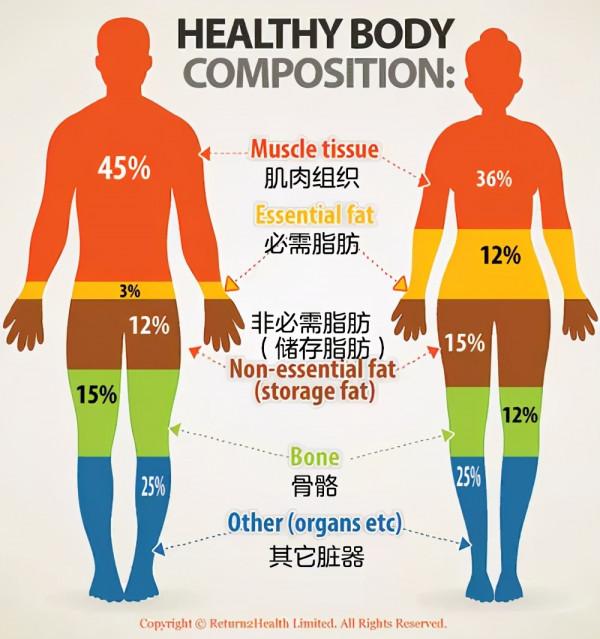 從科學角度解釋：為什麼男生的腿，普遍比女生細？