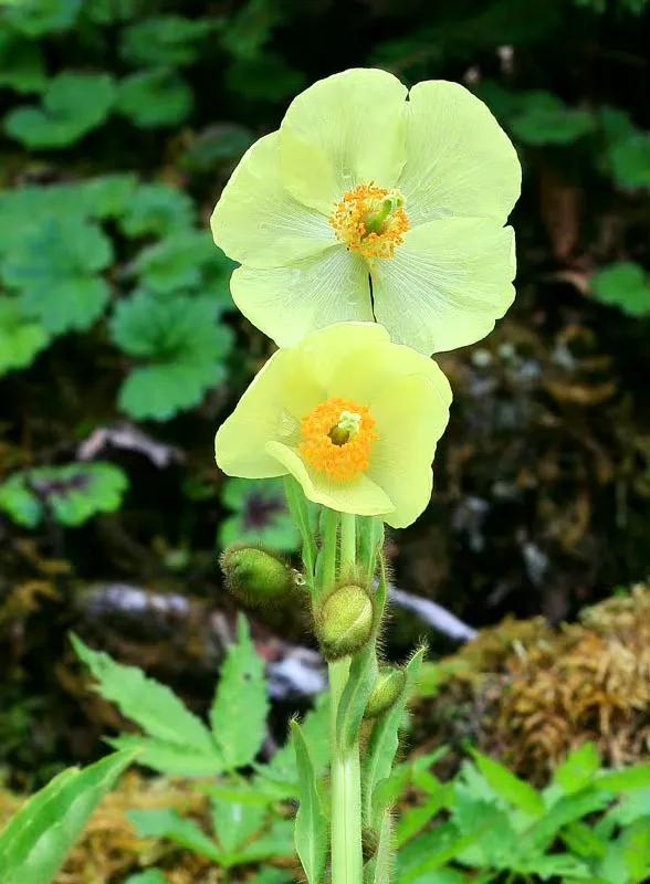 黃花綠絨篙,耐寒耐乾旱的高山植物,很有風骨 黃花綠絨篙,耐寒耐乾旱的高山植物,很有風骨