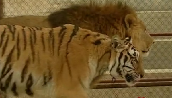 動物園裡一對獅虎情投意合，講述獅虎愛情故事，結果如何？