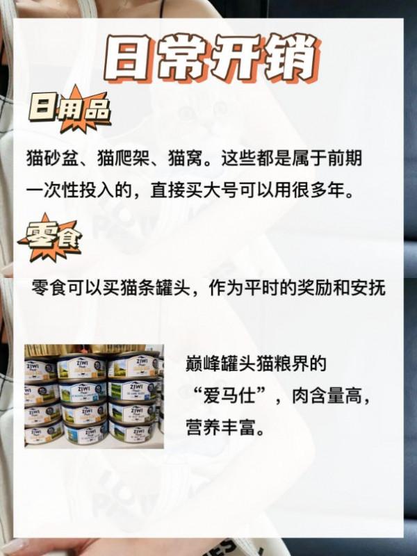 剛接到的幼貓注意事項有這些