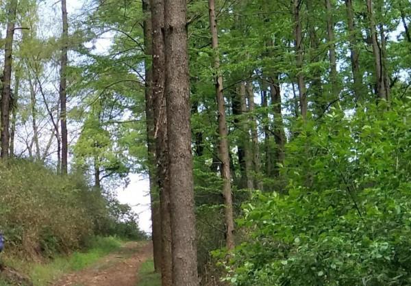 「散文」逛見裡山的春光