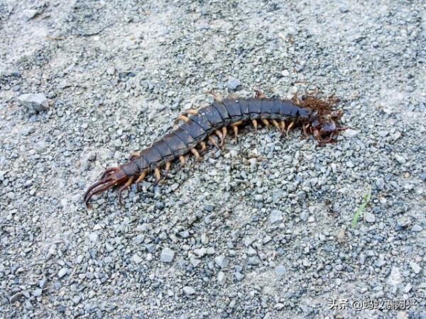 站在“食物鏈頂端”的雲南人，聽說在吃蟲這件事上，他們當仁不讓
