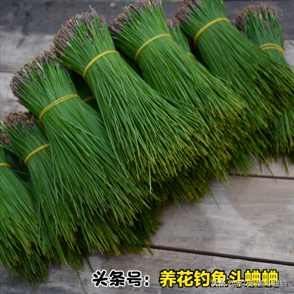 花盆底部墊上“三廢料”,不漏土不悶根,花卉長勢也會更好 花盆底部墊上“三廢料”,不漏土不悶根,花卉長勢也會更好