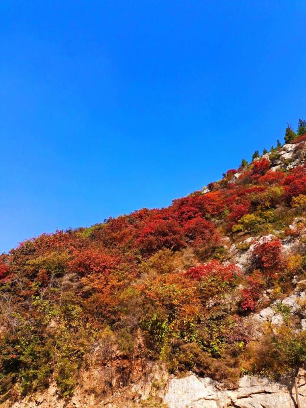 博山金秋紅葉美