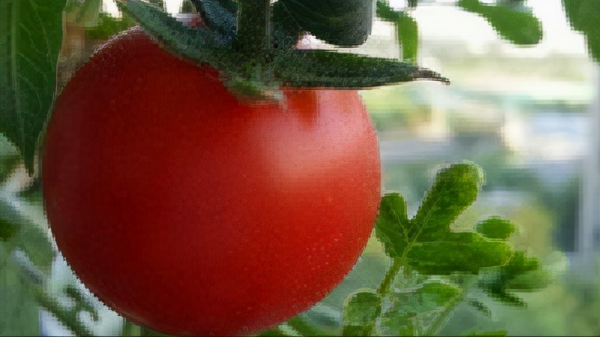 不知妻美劉強東的三段感情和四個女人，每一個都是他人生的轉折點