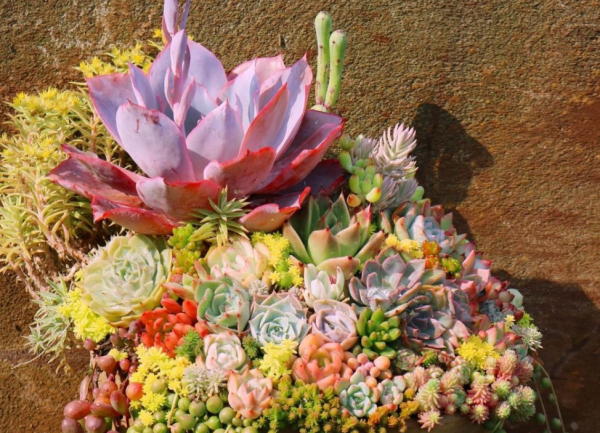 12月養多肉“拼盤”，套個“小罩子”，葉片照舊肥美多彩，惹人愛