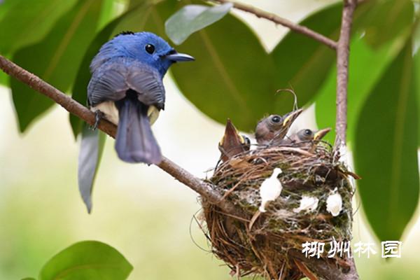 自帶枕頭的“藍精靈”
