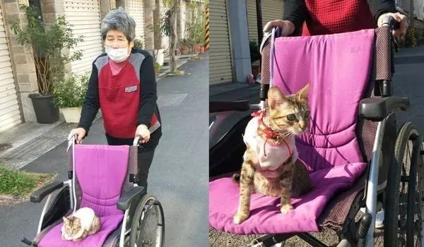 72歲的老阿嬤推著毛孩子散步,把遛貓當復健,暖哭眾人 72歲的老阿嬤推著毛孩子散步,把遛貓當復健,暖哭眾人