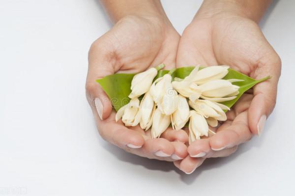開白色花怎麼了,照樣仙氣十足 開白色花怎麼了,照樣仙氣十足