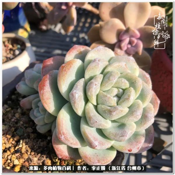我的多肉，我的小世界
