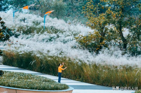 相約秋天,城西外,赴一場蘆花的視覺盛宴 相約秋天,城西外,赴一場蘆花的視覺盛宴