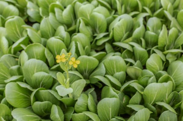 廉價“小蘇打”，農業“大用途”！種菜4個妙用，環保、無殘留