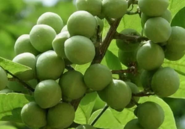 冬天在農村若看到這5種野果,再漂亮也不要採摘,它們毒性還不小 冬天在農村若看到這5種野果,再漂亮也不要採摘,它們毒性還不小