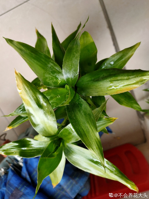 水培富貴竹總黃葉,關鍵是施肥有問題,2個要點解決問題 水培富貴竹總黃葉,關鍵是施肥有問題,2個要點解決問題