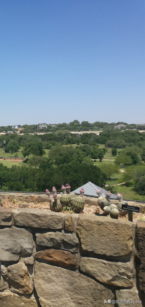 得克薩斯州的那些多肉植物——仙人掌