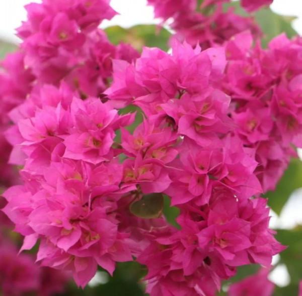 養三角梅必備肥料