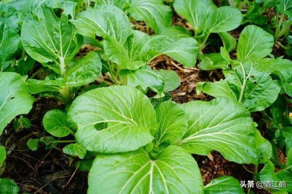極易使葉菜蔬菜&quot;壞菜&quot;的是哪種肥料？2個&quot;提示&quot;&quot;3個不適於&quot;可避坑