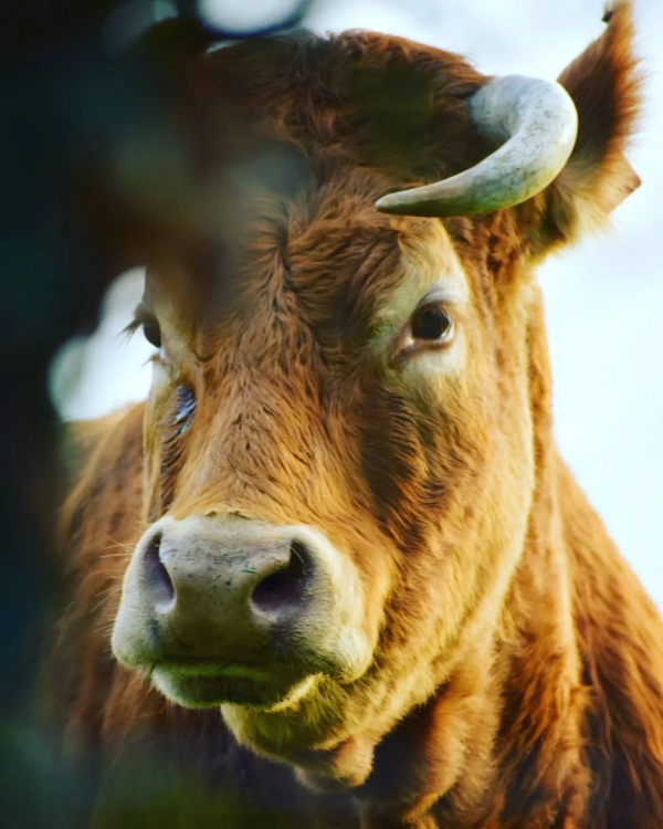 關於牛,全都是好看的 關於牛,全都是好看的
