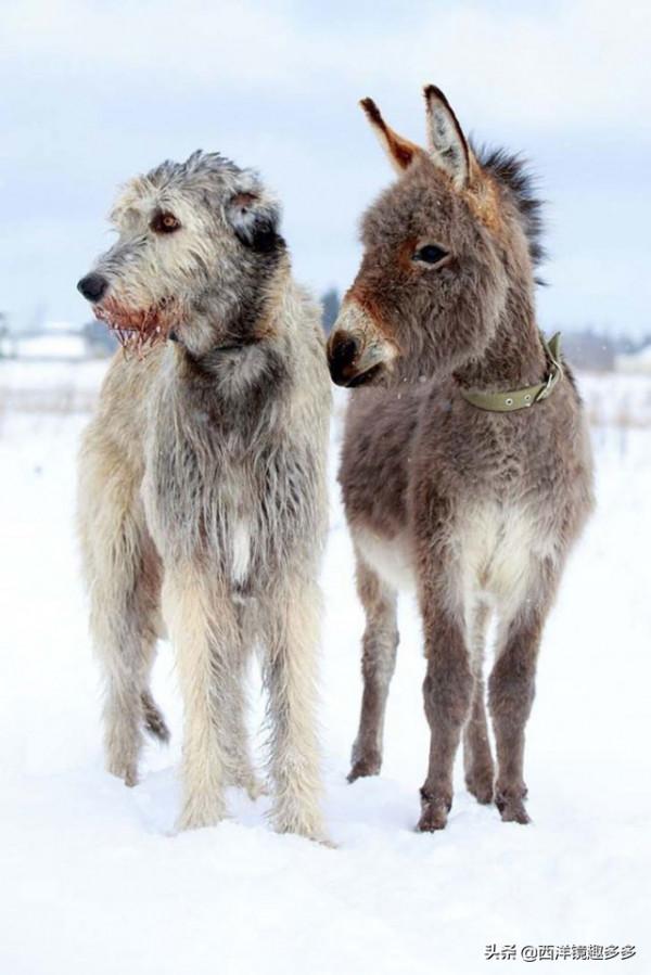 名字兇悍,個頭巨大,日常逗比,愛爾蘭獵狼犬是種怎麼樣的存在? 名字兇悍,個頭巨大,日常逗比,愛爾蘭獵狼犬是種怎麼樣的存在?