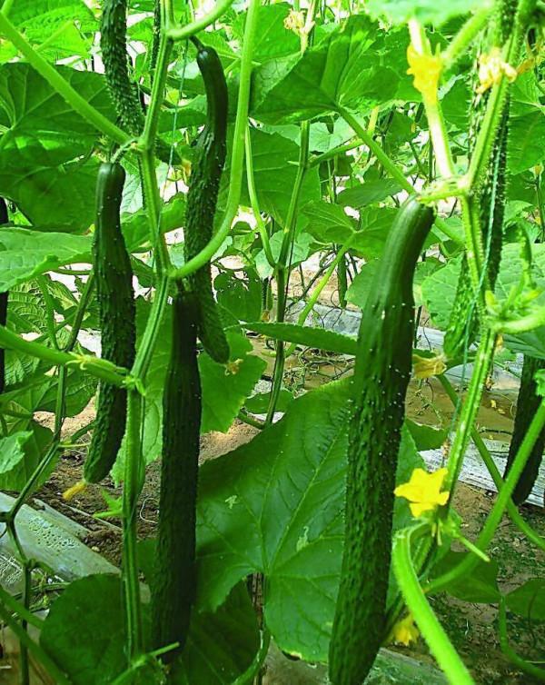 田園自然樂趣多、親子出遊新時尚 田園自然樂趣多、親子出遊新時尚