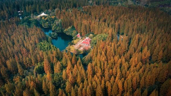今天，邂逅一場浪漫的崇明“賞葉之旅”