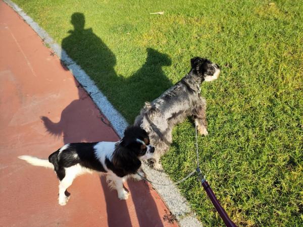 養狗就是早晚要折騰,已回不到從前的寧靜 養狗就是早晚要折騰,已回不到從前的寧靜