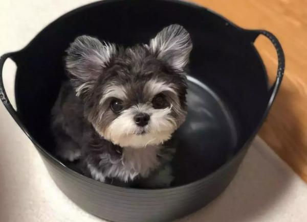 小狗因是串串被丟了，醫生收留一年後被驚豔到：撿到寶貝了呀