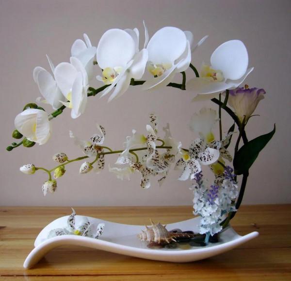 漂亮的蝴蝶蘭大全，顏色各異、姿態萬千