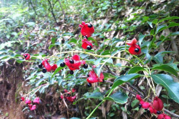 冬天在農村若看到這5種野果,再漂亮也不要採摘,它們毒性還不小 冬天在農村若看到這5種野果,再漂亮也不要採摘,它們毒性還不小