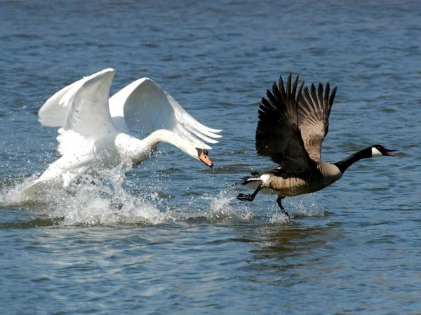 35個硬核動物鏡頭：狠人騎電動車馱鱷魚回家，狂躁症貓咪見人就打