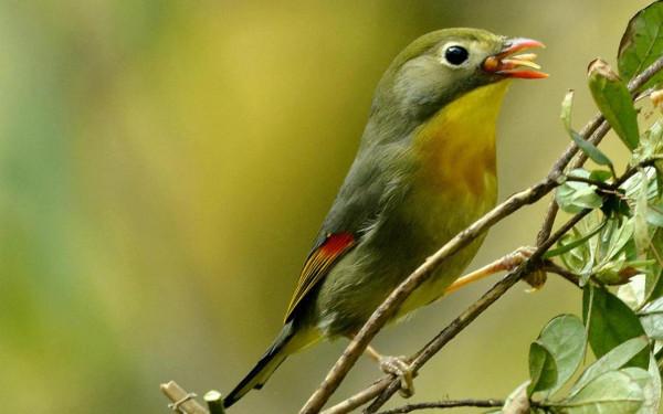 分享圖片：精美絕倫的鳥兒。顏色鮮豔，姿態優美，太招人喜歡了