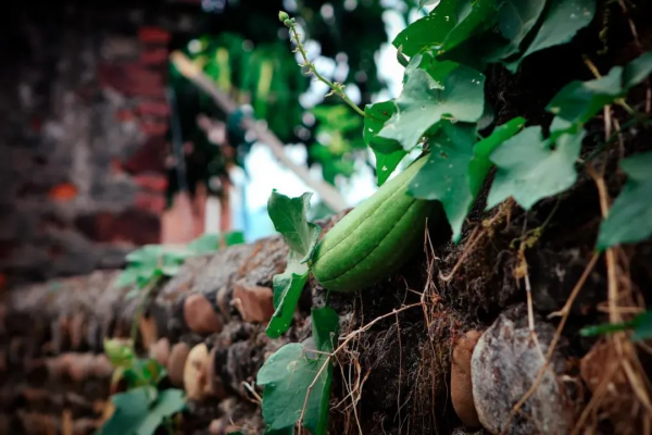 院子,中國人的集體夢想 院子,中國人的集體夢想